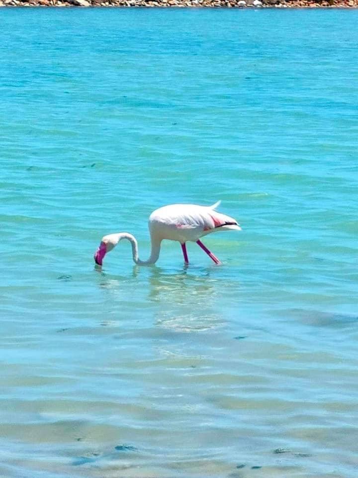 ארנאלס דל סול Spanish Sun - 500 M From The Beach מראה חיצוני תמונה
